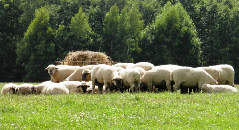 Viens no Mikaitu ganāmpulkiem
