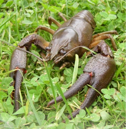 Platspīļu vēzis jeb Upes vēzis.