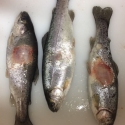 Zivis, kuras skārusi parazitārā slimība arguloze